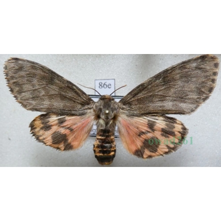 Olepa schleini Witt et al., 2005 female Isreal86e RARE!!!